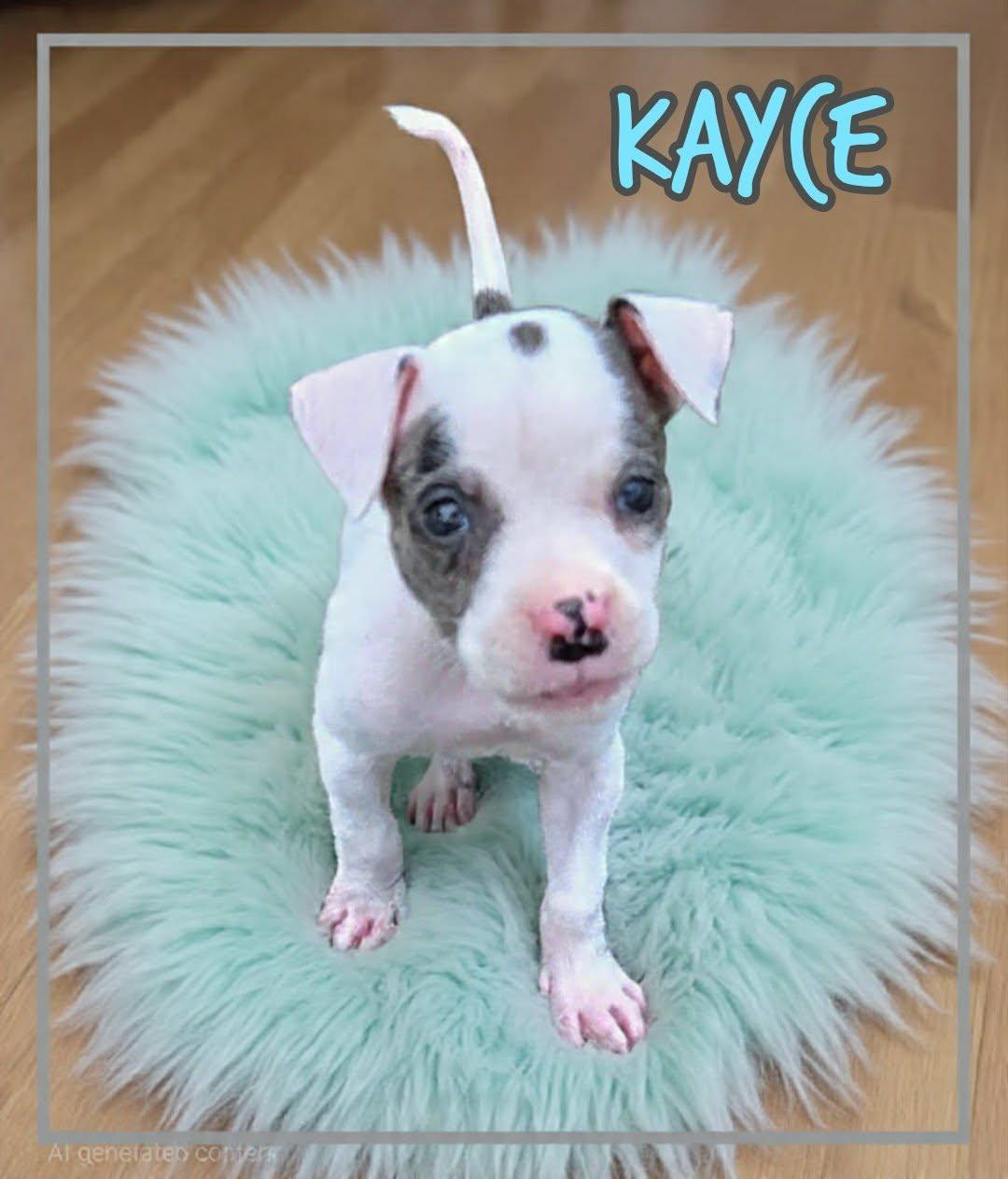 Enlarge Kayce, an adopted mixed breed in Grove, OK image 2/4