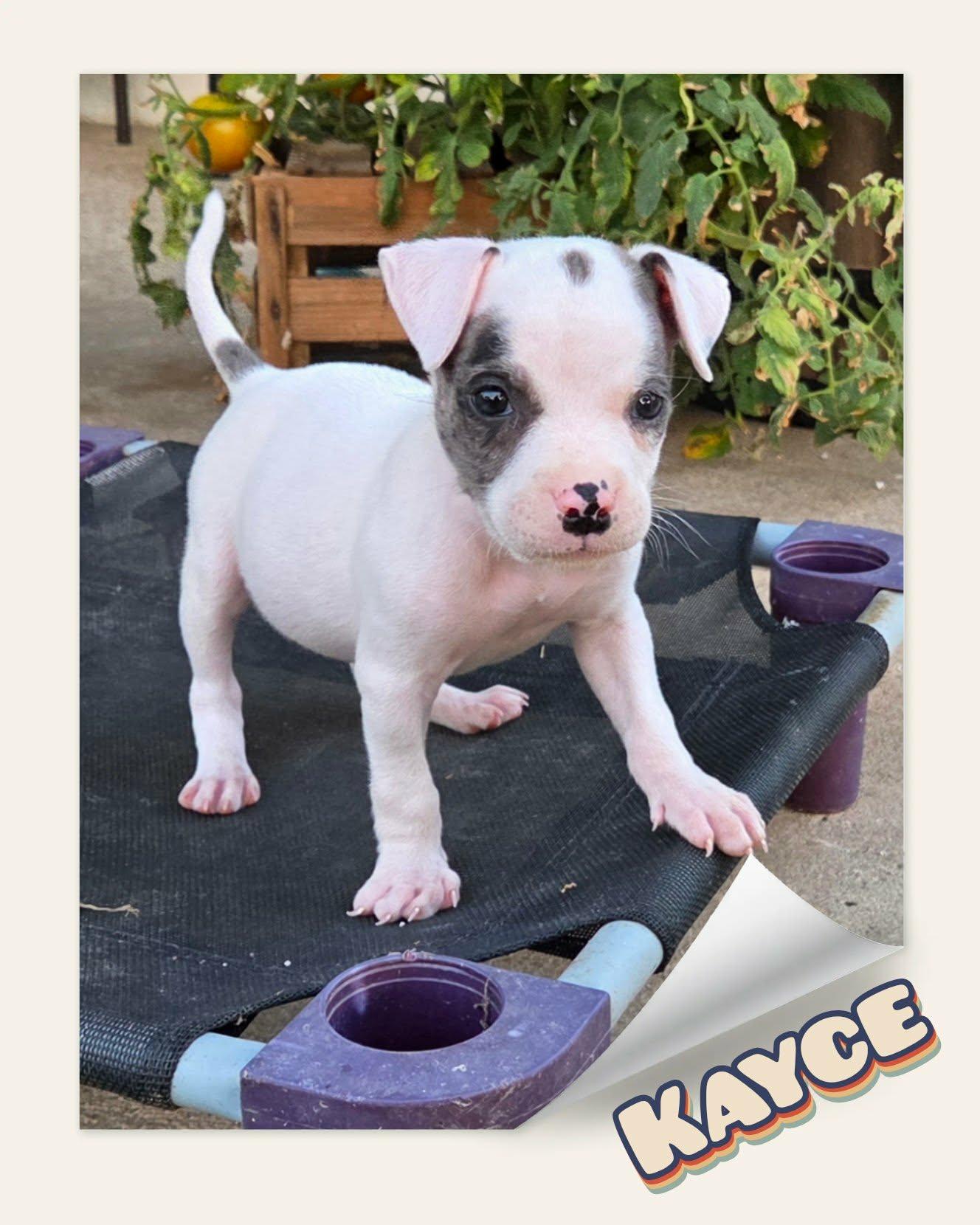Kayce, adopted, Puppy Male Pit Bull Terrier & American Staffordshire Terrier.