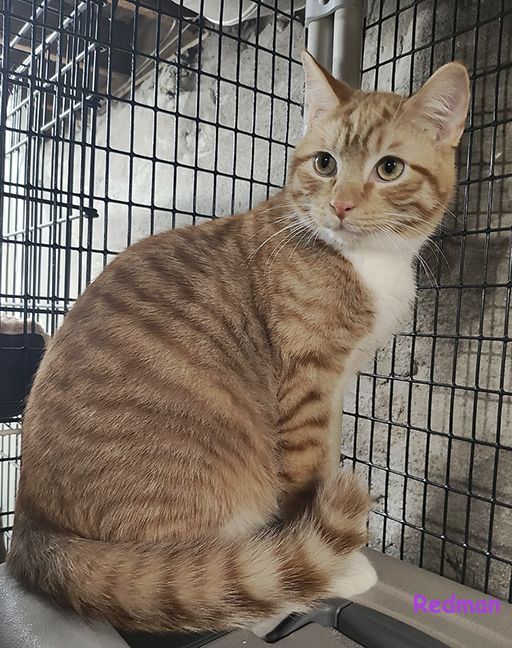 Enlarge Ginger and Redman, a Adoptable Tabby image 1/3