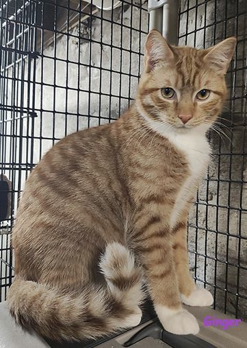 Enlarge Ginger and Redman, a Adoptable Tabby image 2/3