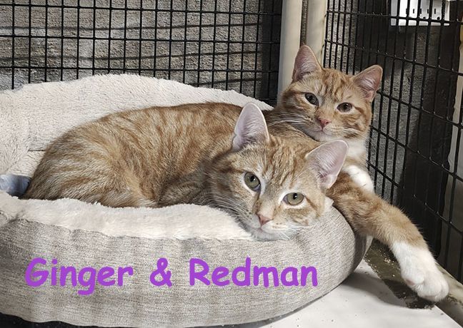 Enlarge Ginger and Redman, a Adoptable Tabby image 3/3