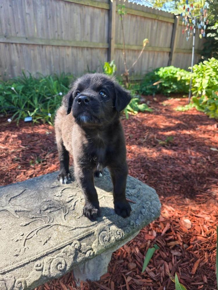 Enlarge Java, a Adoptable mixed breed in Dorr, MI image 2/5