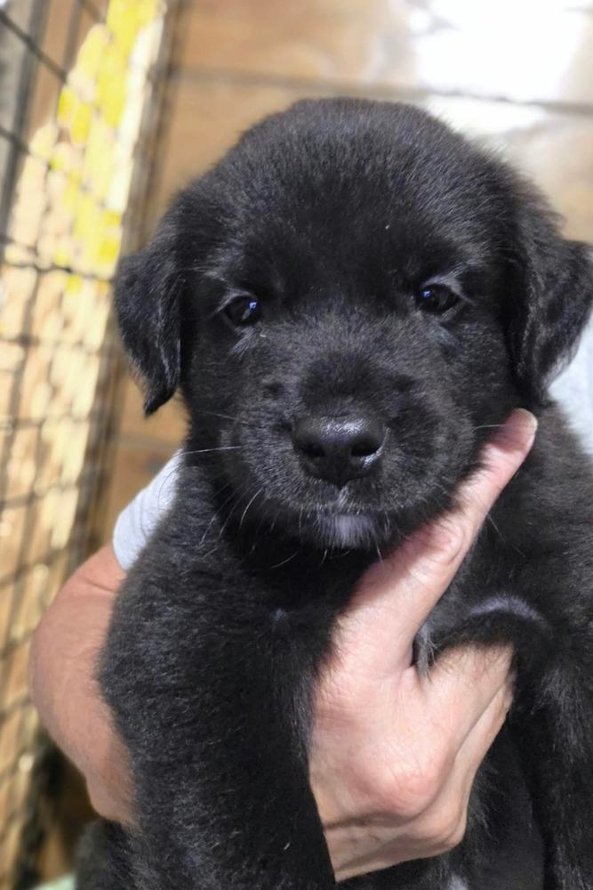 Enlarge Java, a Adoptable mixed breed in Dorr, MI image 4/5