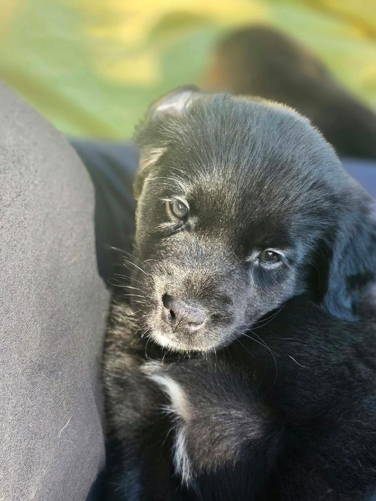 Enlarge Java, a Adoptable mixed breed in Dorr, MI image 5/5