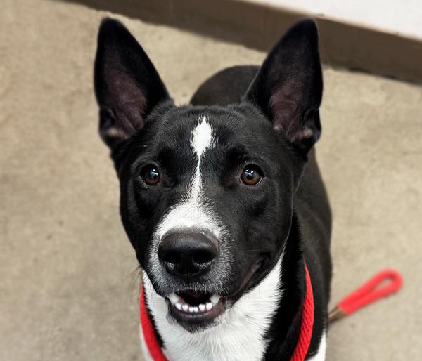 Enlarge PANDA, a Adoptable mixed breed in Tucson, AZ image 1/1