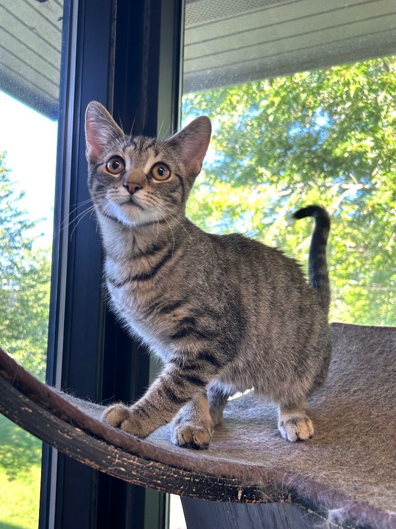 Enlarge Mario, a Adoptable mixed breed in Battle Creek, MI image 5/6