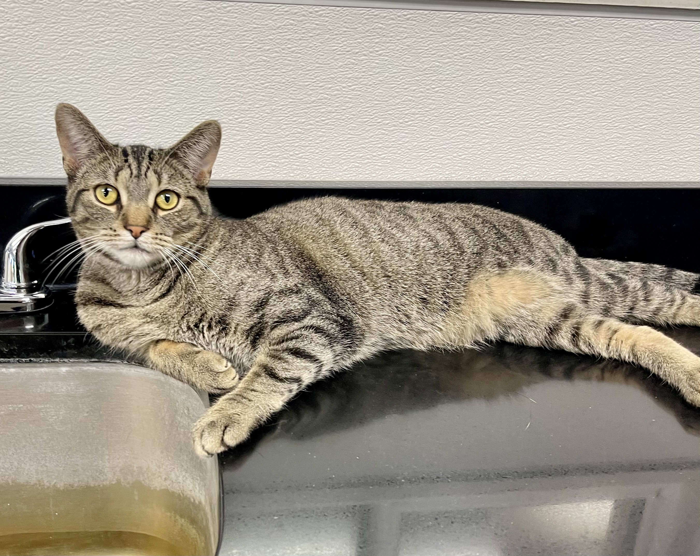 Enlarge Mario, a Adoptable mixed breed in Battle Creek, MI image 1/6