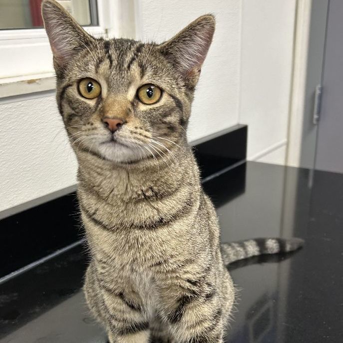 Enlarge Mario, a Adoptable mixed breed in Battle Creek, MI image 6/6