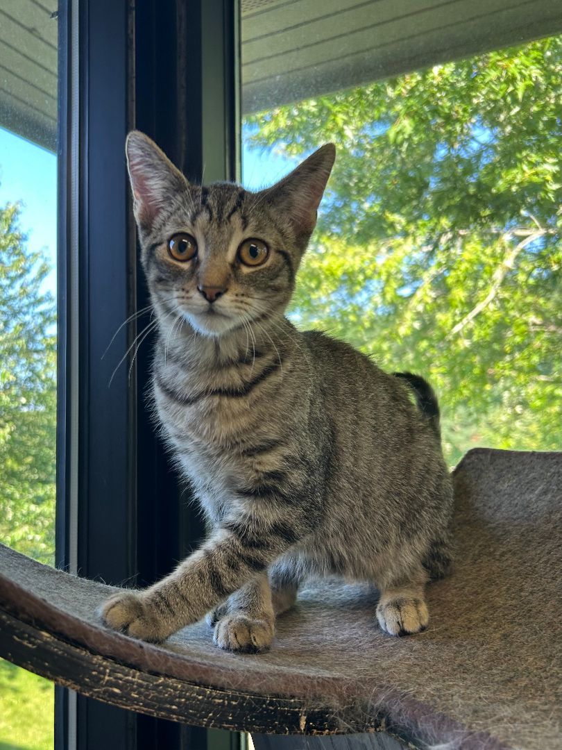 Enlarge Mario, a Adoptable mixed breed in Battle Creek, MI image 3/6