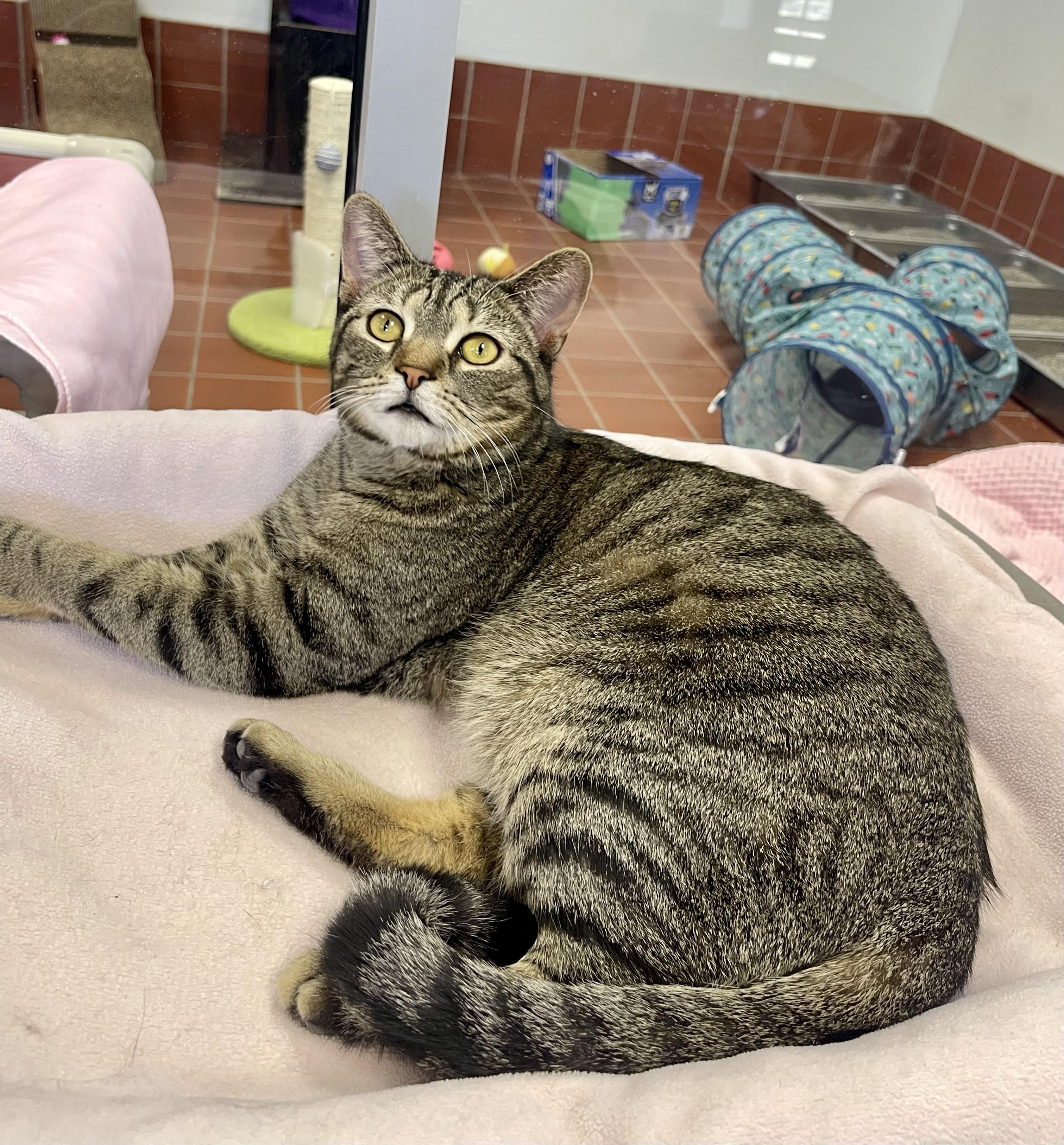 Enlarge Mario, a Adoptable mixed breed in Battle Creek, MI image 2/6