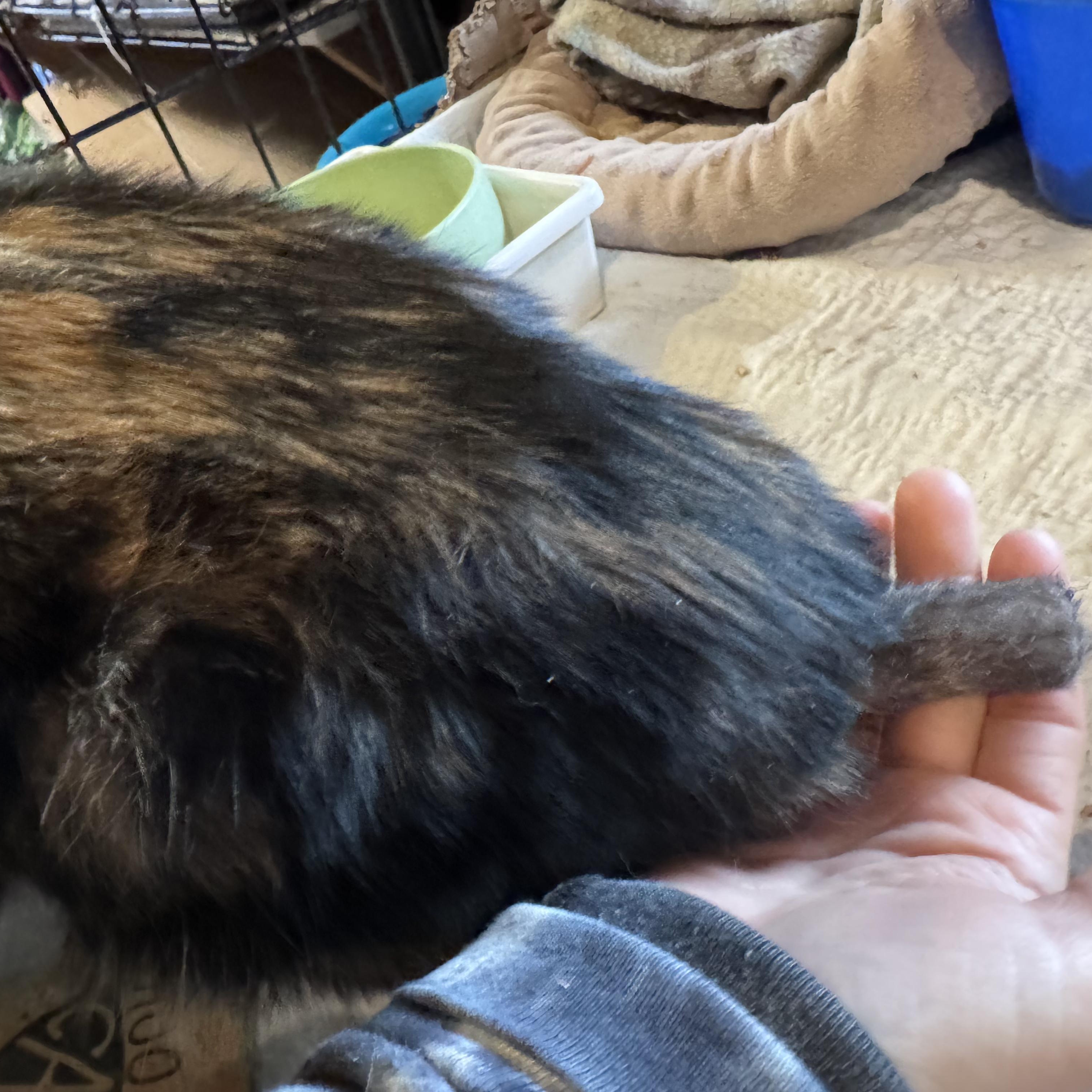 Enlarge Scarlett (Bonded Pair with Ted), an adopted Calico in Newburgh, NY image 6/6