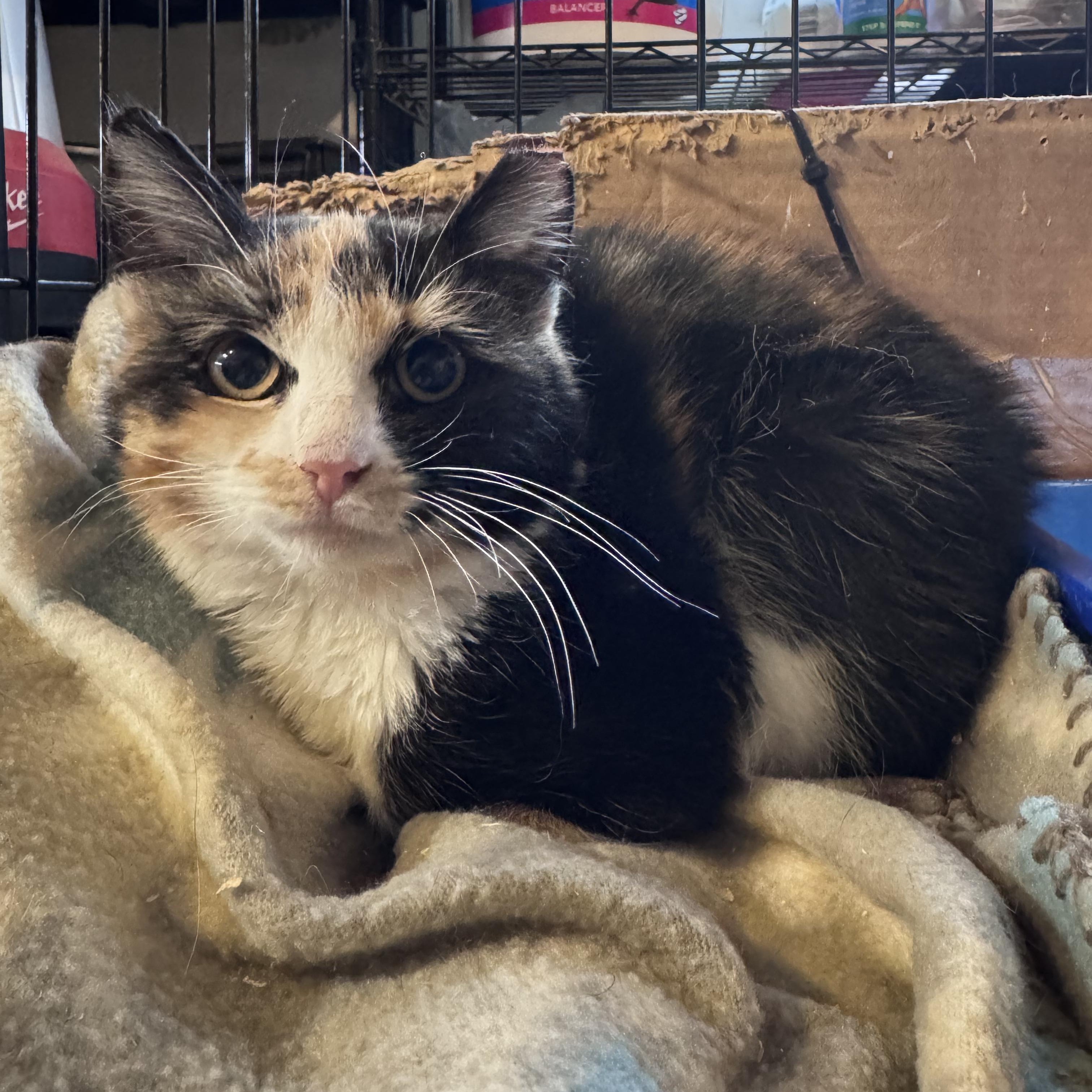 Enlarge Scarlett (Bonded Pair with Ted), an adopted Calico in Newburgh, NY image 4/6