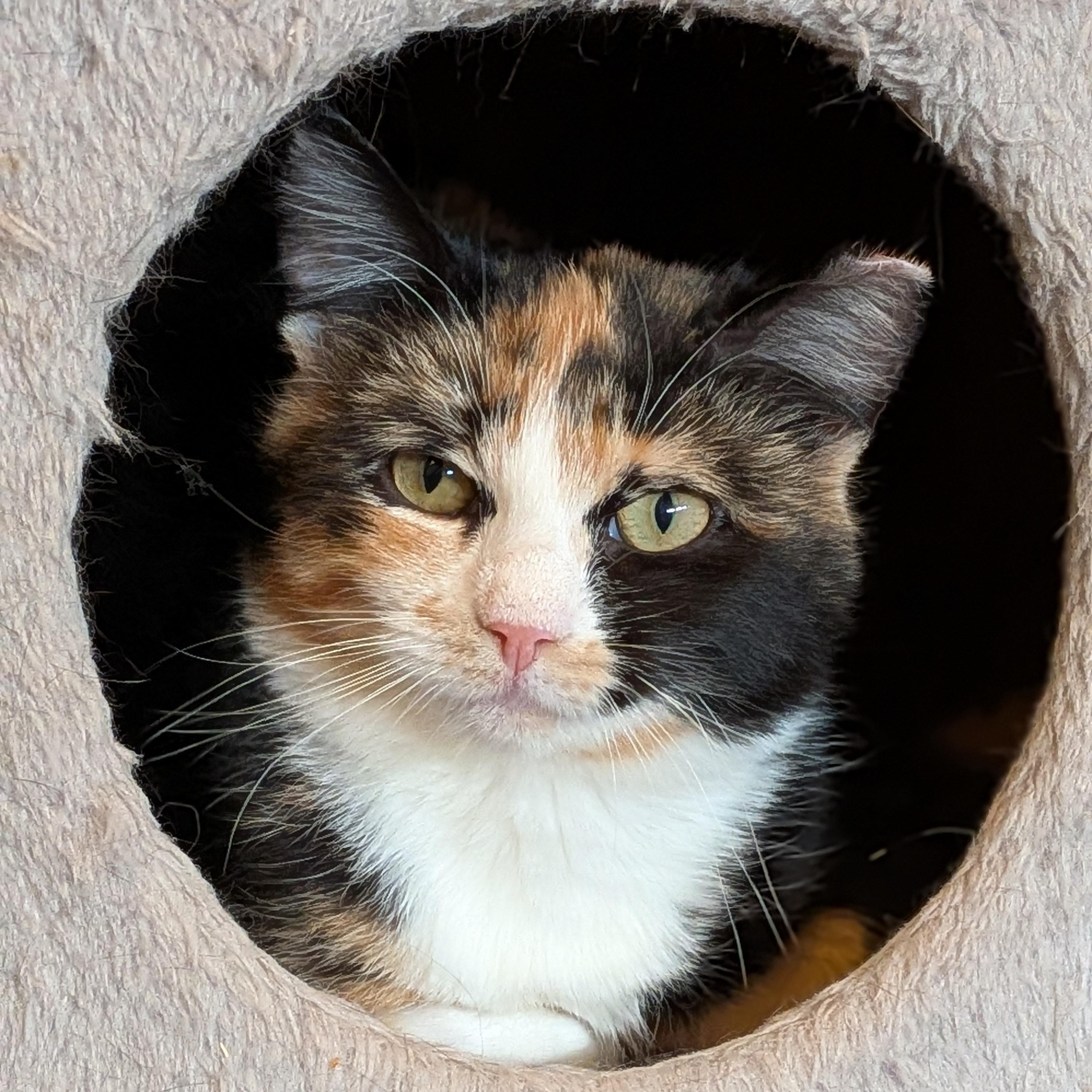 Scarlett (Bonded Pair with Ted), adopted, Kitten Female Calico.