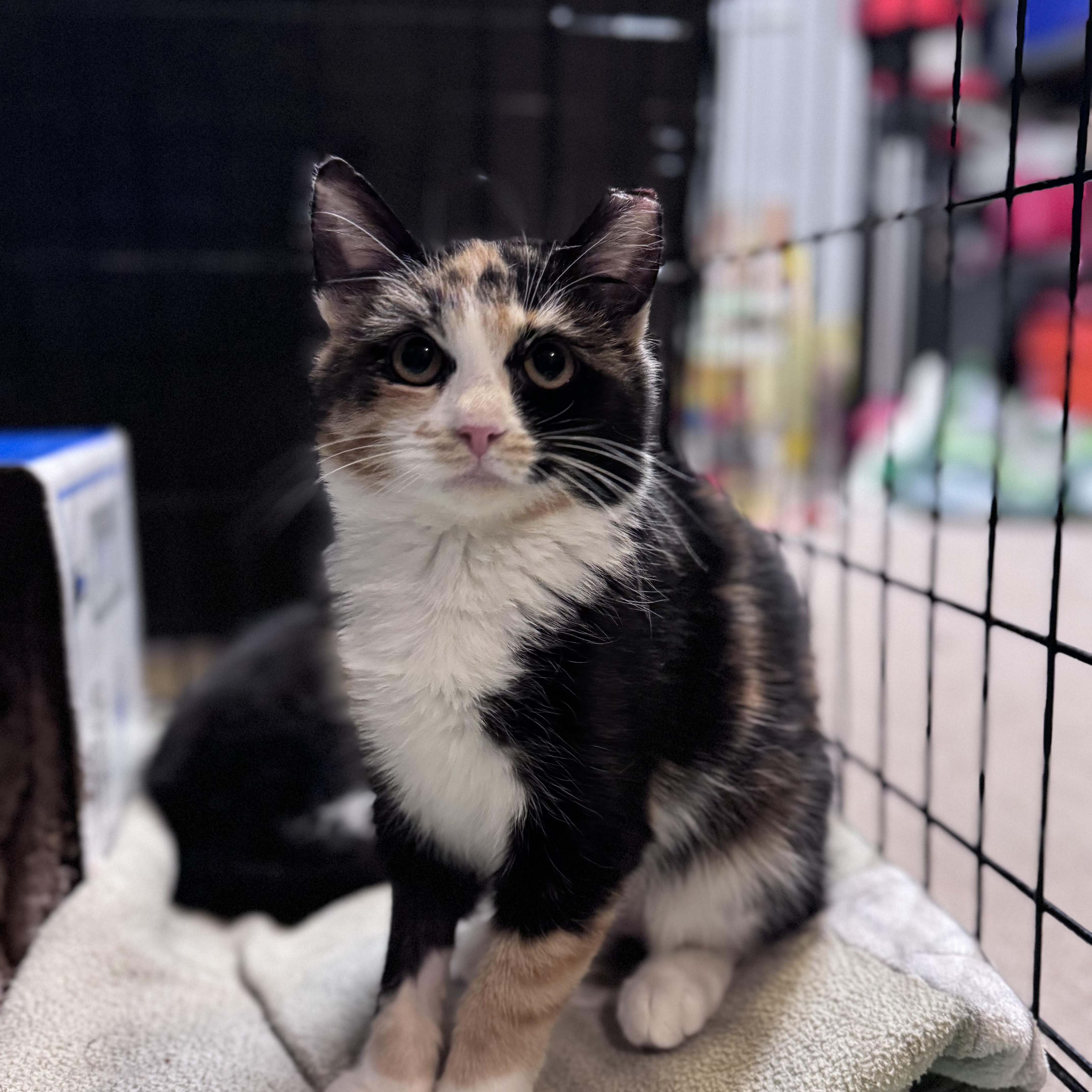 Enlarge Scarlett (Bonded Pair with Ted), an adopted Calico in Newburgh, NY image 2/6