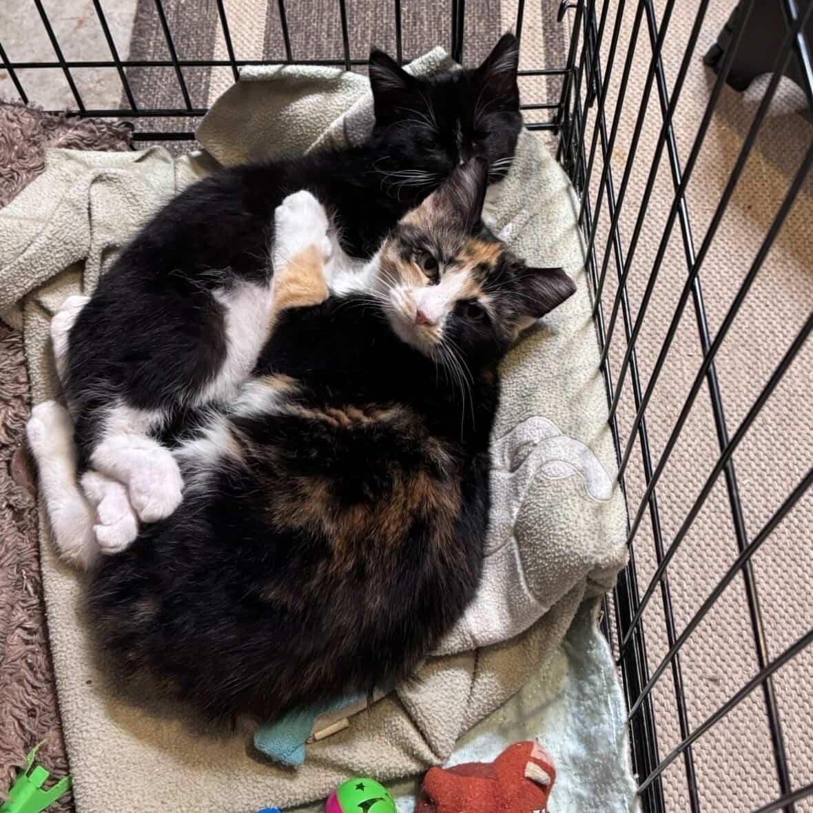 Enlarge Scarlett (Bonded Pair with Ted), an adopted Calico in Newburgh, NY image 3/6
