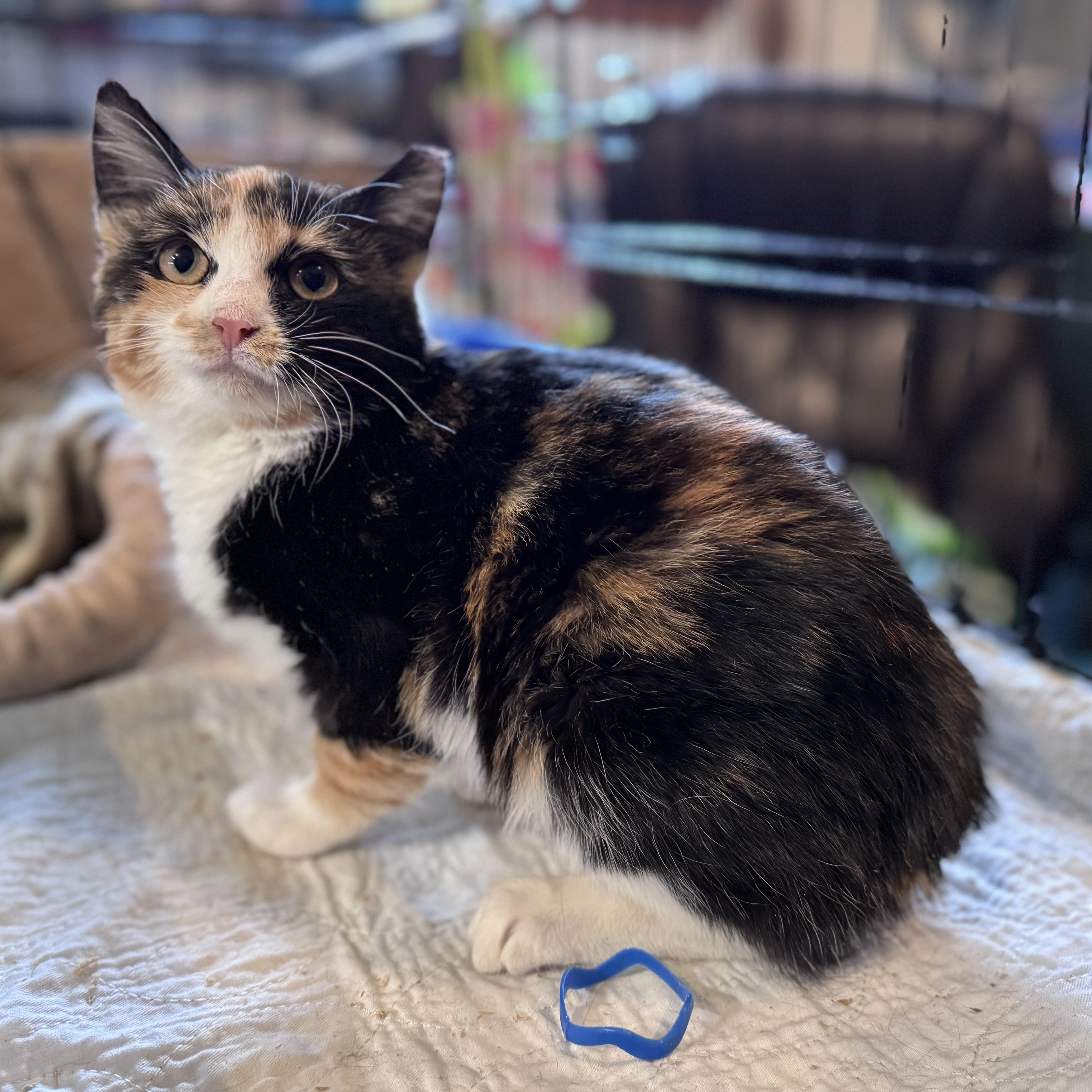 Enlarge Scarlett (Bonded Pair with Ted), an adopted Calico in Newburgh, NY image 5/6