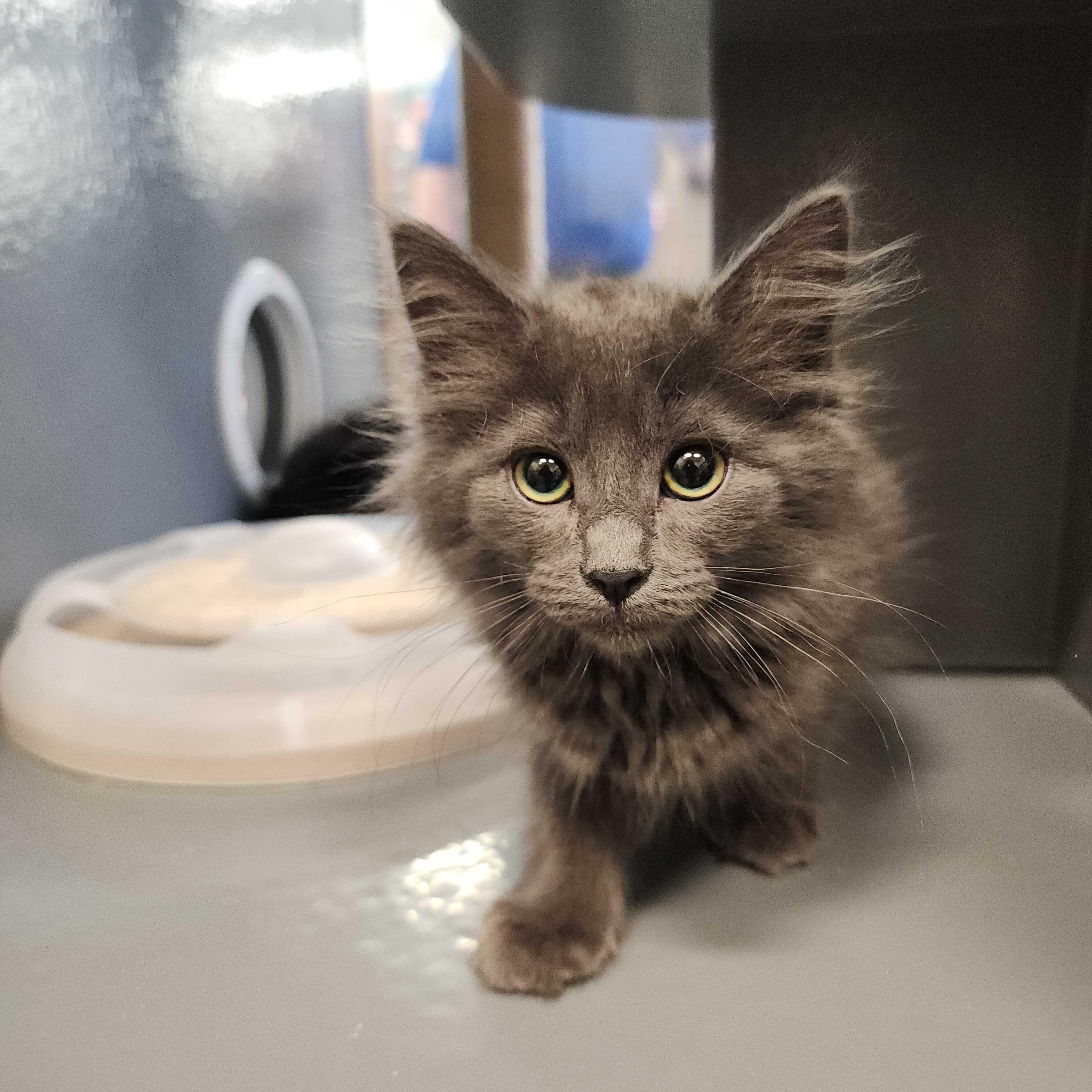 Jasmine, adopted, Kitten Female Domestic Long Hair.