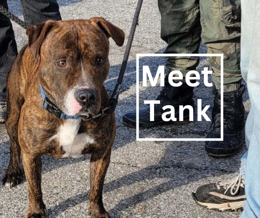Tank, Adult Male Pit Bull Terrier
