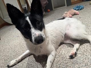 Nina (Great Little Gal), Adoptable, Young Female Australian Shepherd & Feist.