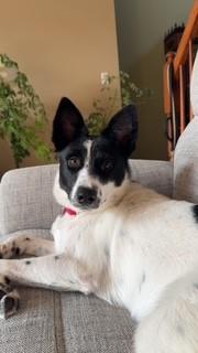 Nina (Great Little Gal)