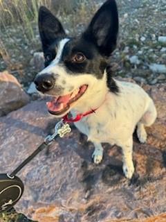 Nina (Great Little Gal), a Adoptable mixed breed in Newfoundland, PA image 4/5