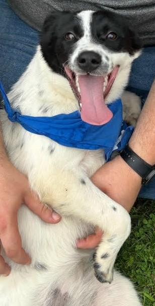 Nina (Great Little Gal), a Adoptable mixed breed in Newfoundland, PA image 5/5