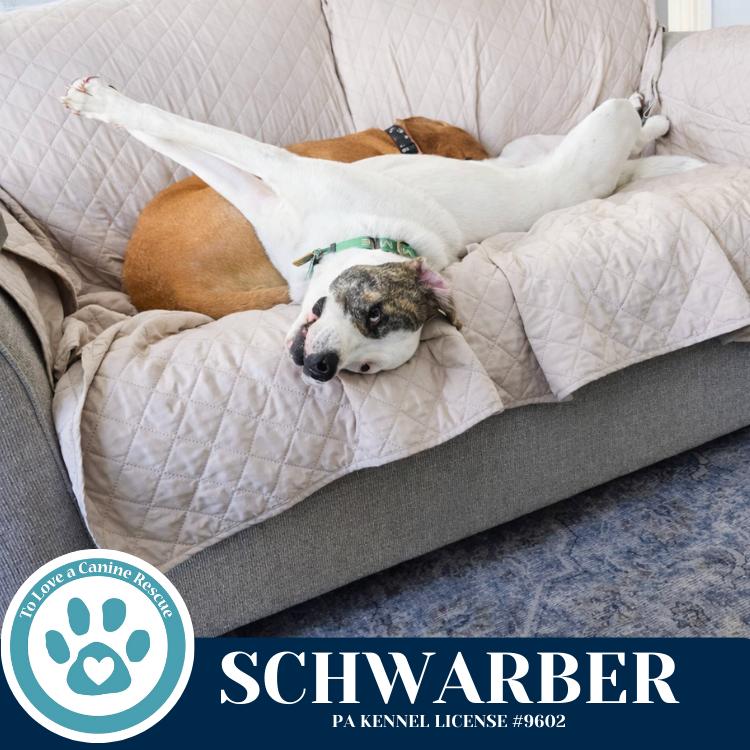 Enlarge Schwarber (Philly Fanatics) 052425, a Adoptable mixed breed in Kimberton, PA image 1/6