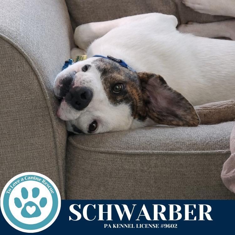 Enlarge Schwarber (Philly Fanatics) 052425, a Adoptable mixed breed in Kimberton, PA image 2/6