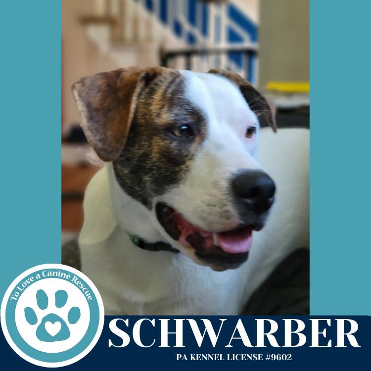 Enlarge Schwarber (Philly Fanatics) 052425, a Adoptable mixed breed in Kimberton, PA image 3/6