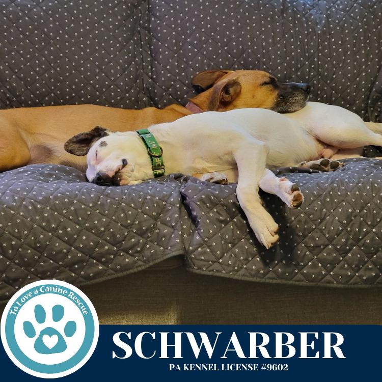 Enlarge Schwarber (Philly Fanatics) 052425, a Adoptable mixed breed in Kimberton, PA image 4/6