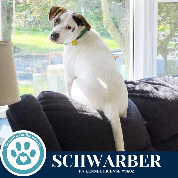 Enlarge Schwarber (Philly Fanatics) 052425, a Adoptable mixed breed in Kimberton, PA image 5/6