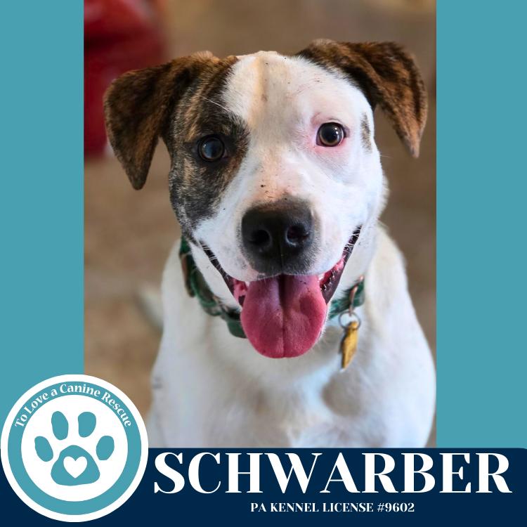 Enlarge Schwarber (Philly Fanatics) 052425, a Adoptable mixed breed in Kimberton, PA image 6/6