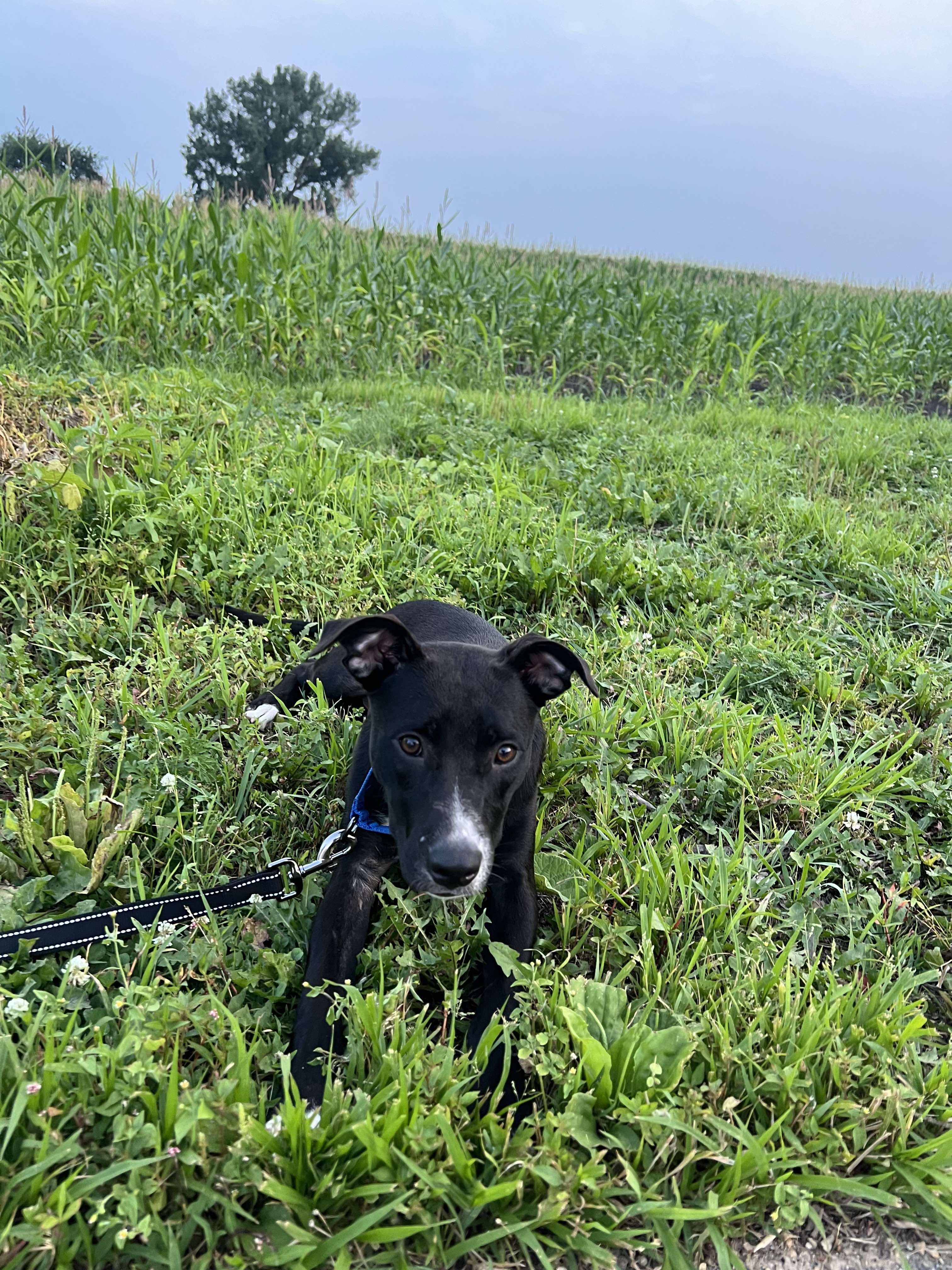 Lucy, Adopted, Young Female Labrador Retriever.