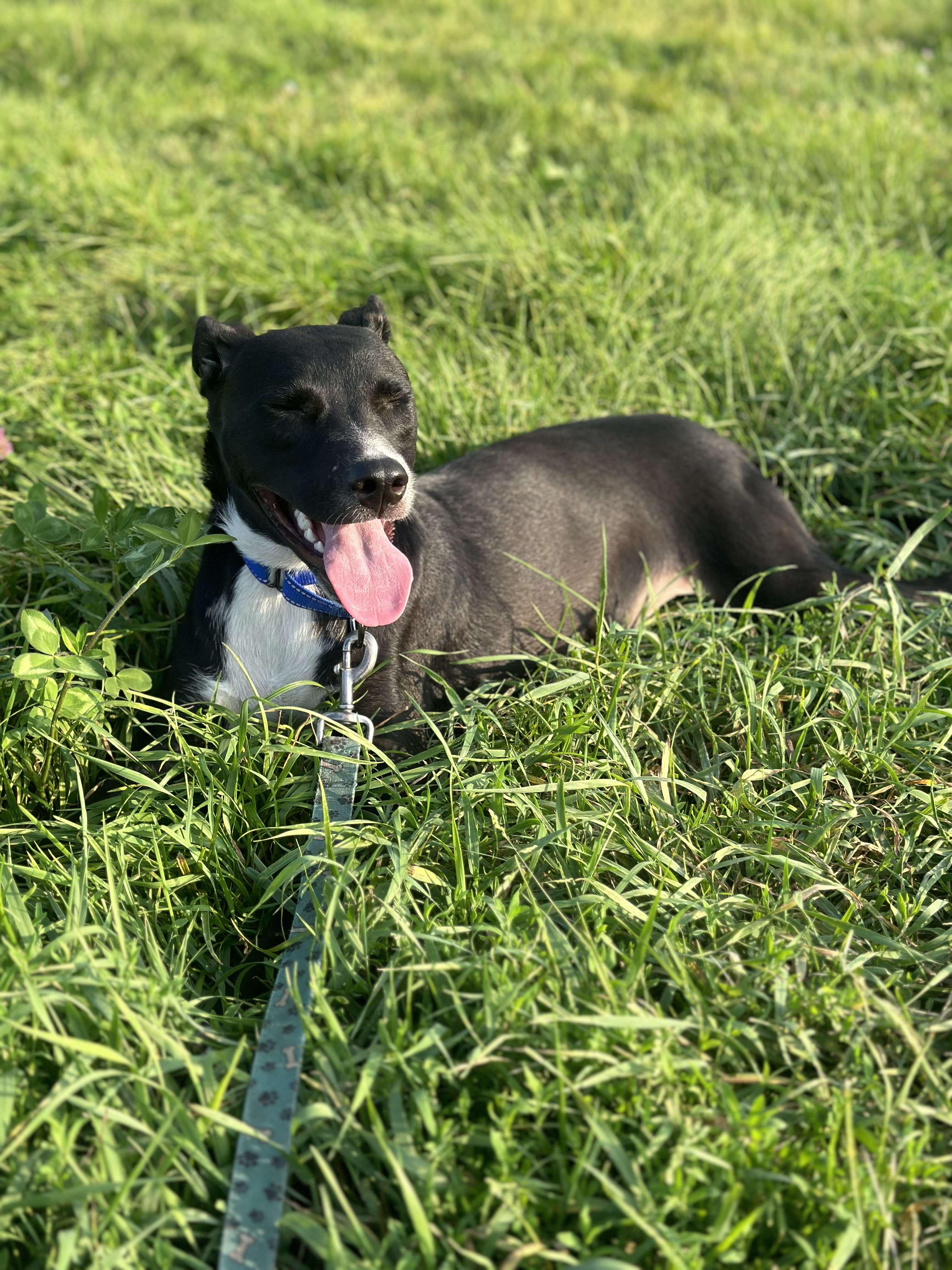 Enlarge Lucy, a Adopted mixed breed in Lakeville, MN image 4/4