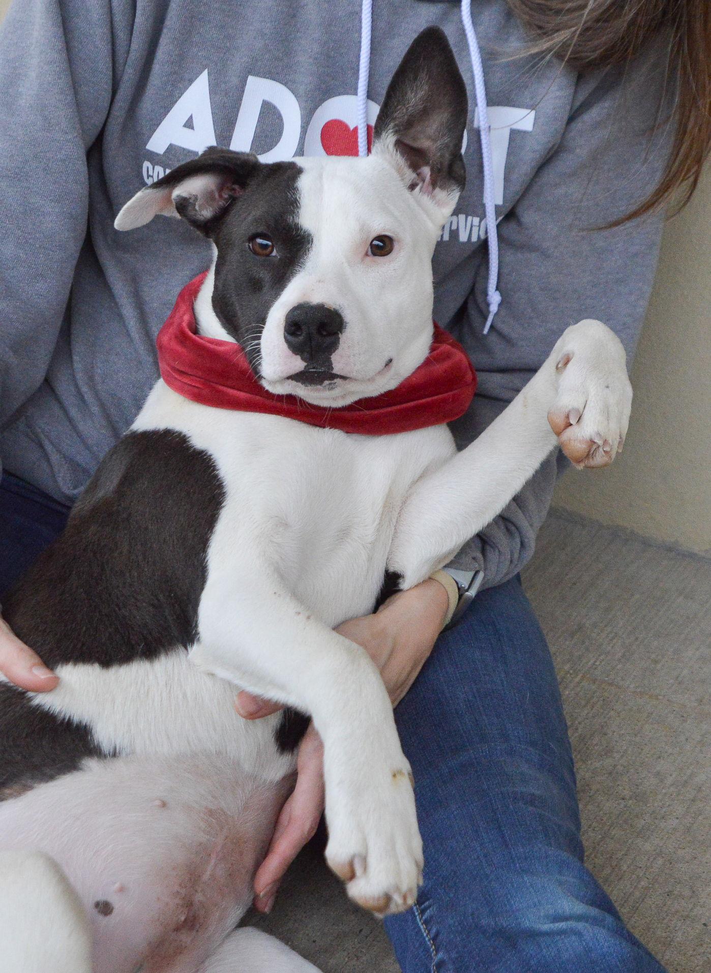 Enlarge Pizza, a Adoptable Pit Bull Terrier in McKinney, TX image 1/3