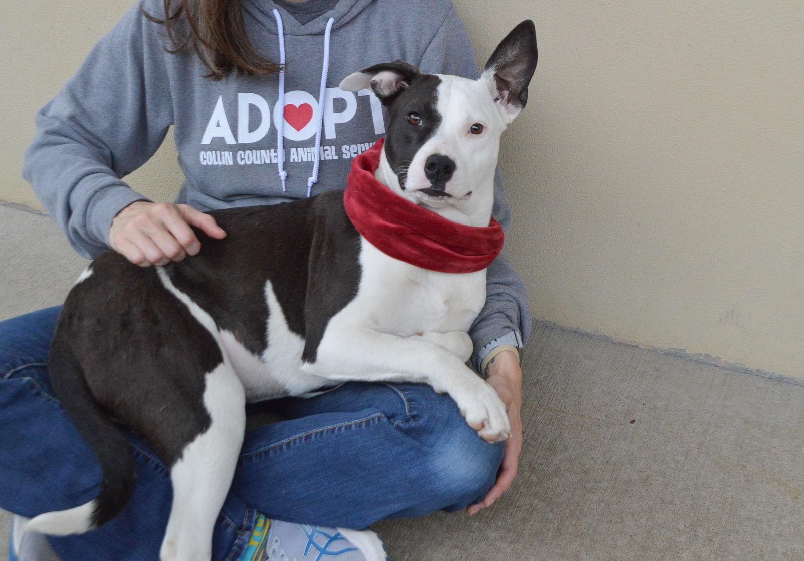 Enlarge Pizza, a Adoptable Pit Bull Terrier in McKinney, TX image 2/3
