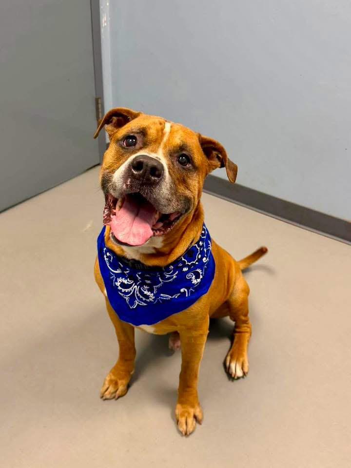 Doot Doot, a ADOPTABLE mixed breed in Zanesville, OH image 2/3