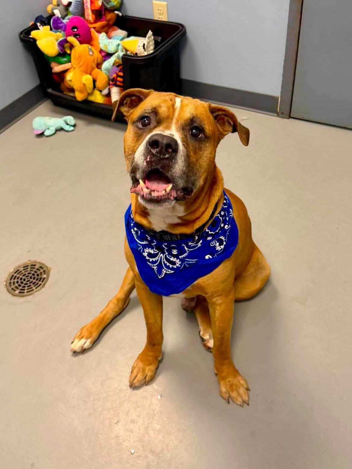 Doot Doot, a ADOPTABLE mixed breed in Zanesville, OH image 3/3