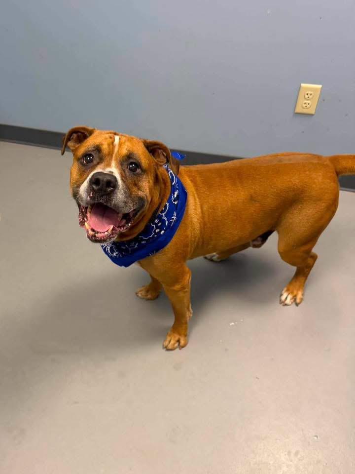 Doot Doot, ADOPTABLE, Adult Male Terrier.
