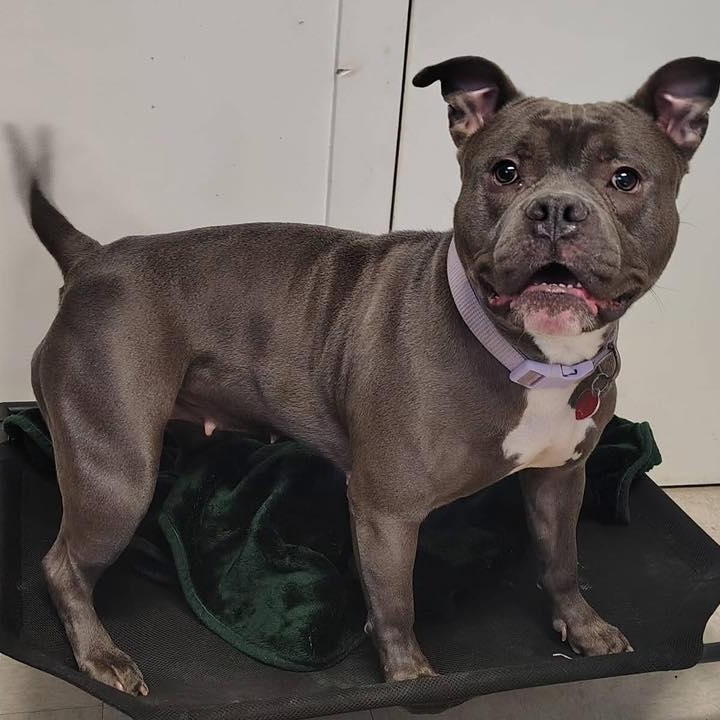 Enlarge Xena (Ms. Piglet), a ADOPTABLE American Bully in Old Lyme, CT image 2/3