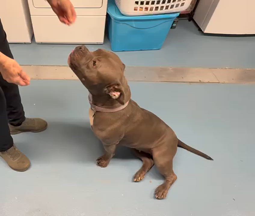 Enlarge Xena (Ms. Piglet), a ADOPTABLE American Bully in Old Lyme, CT video 3/3