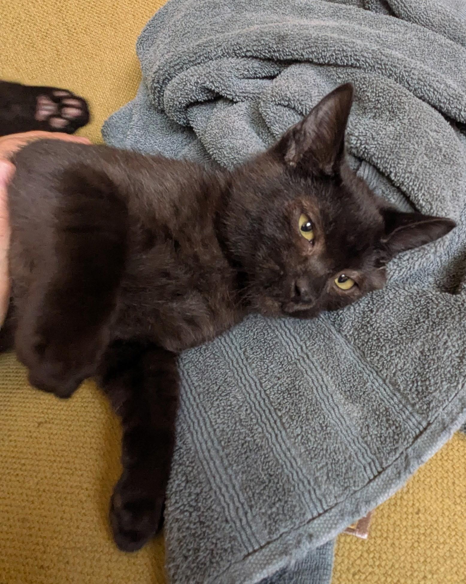 Enlarge Frodo, a Adoptable American Shorthair in Hayward, CA image 2/6