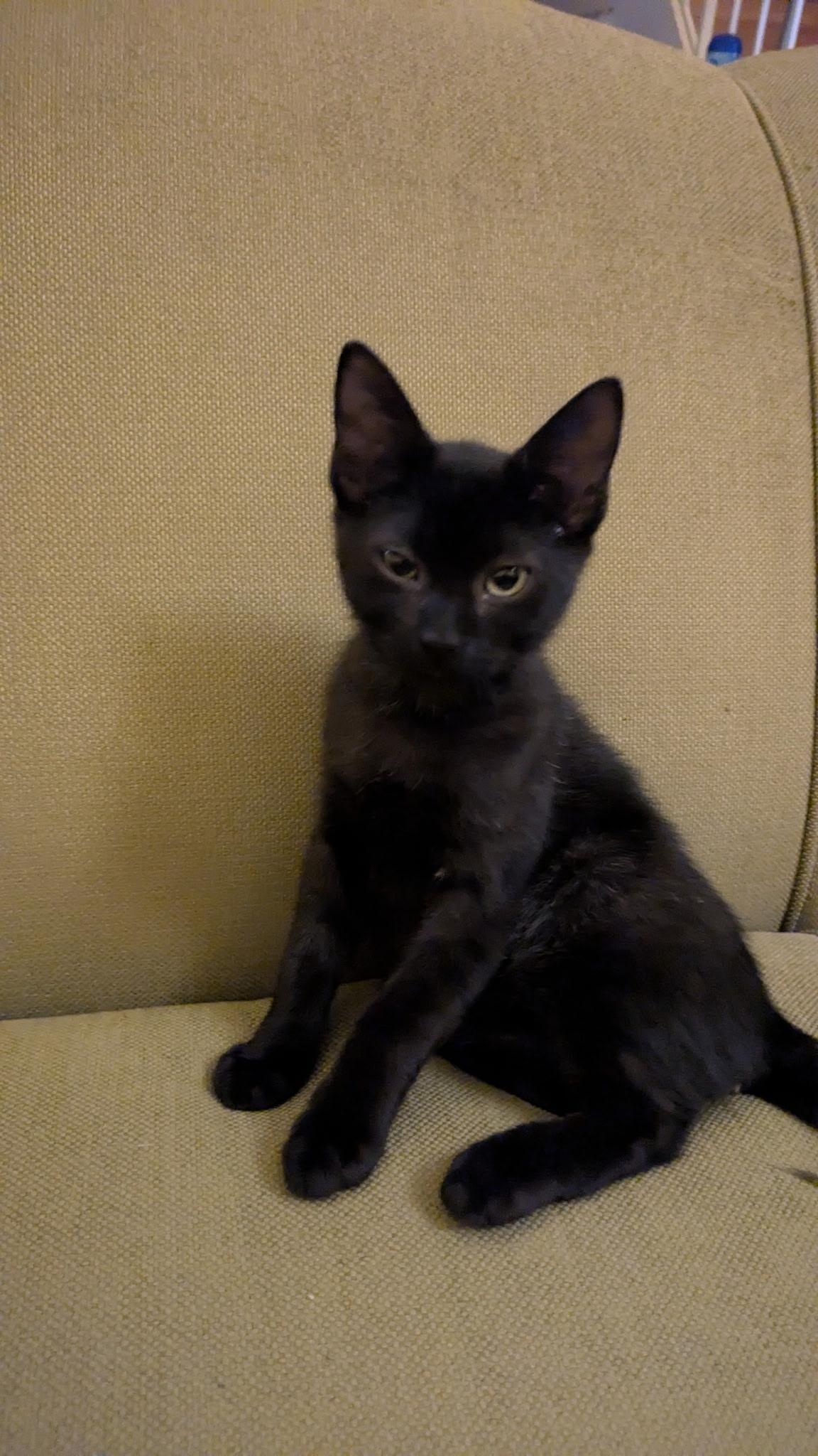 Frodo, Adoptable, Kitten Male American Shorthair.