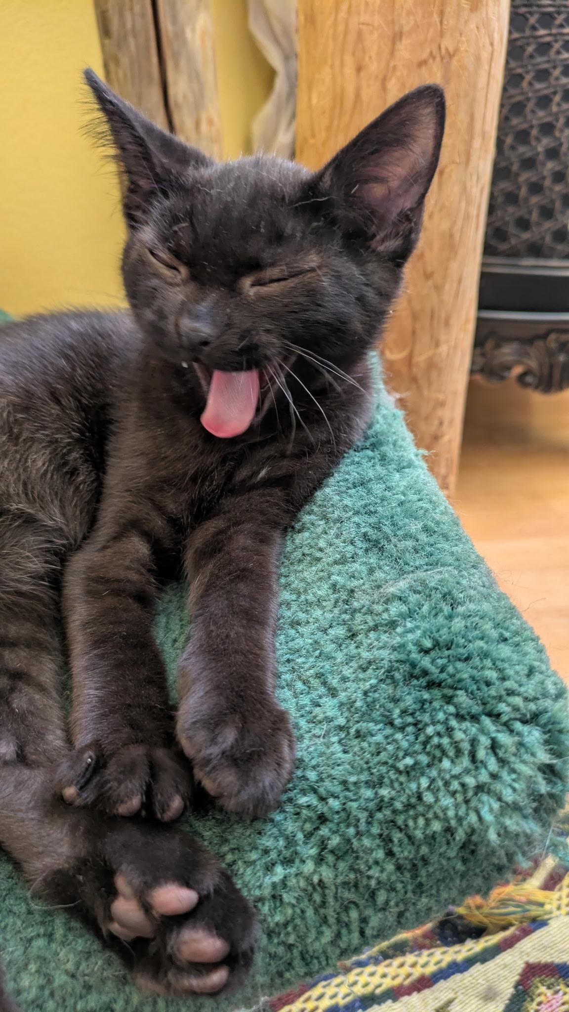 Enlarge Frodo, a Adoptable American Shorthair in Hayward, CA image 3/6