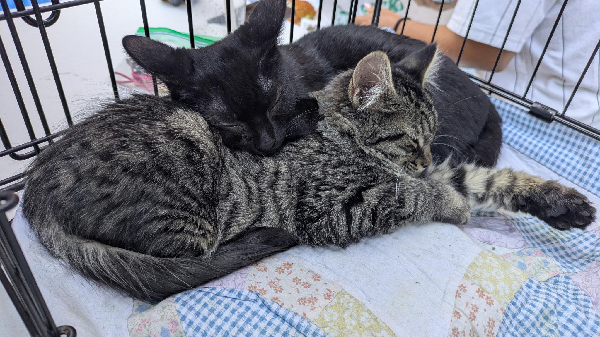 Enlarge Frodo, a Adoptable American Shorthair in Hayward, CA image 6/6