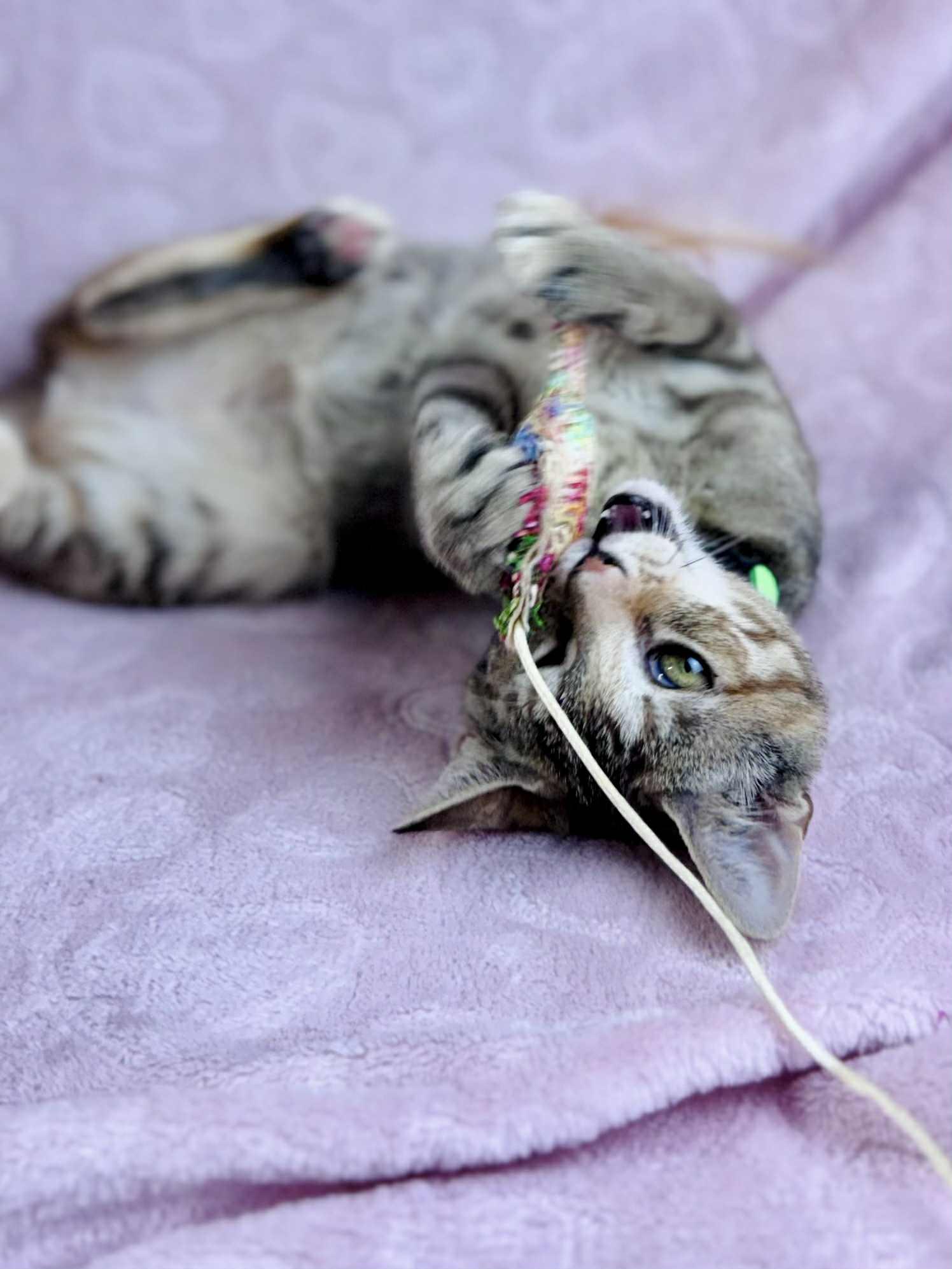 Pansy, a Adoptable American Shorthair in Rixeyville, VA image 1/6