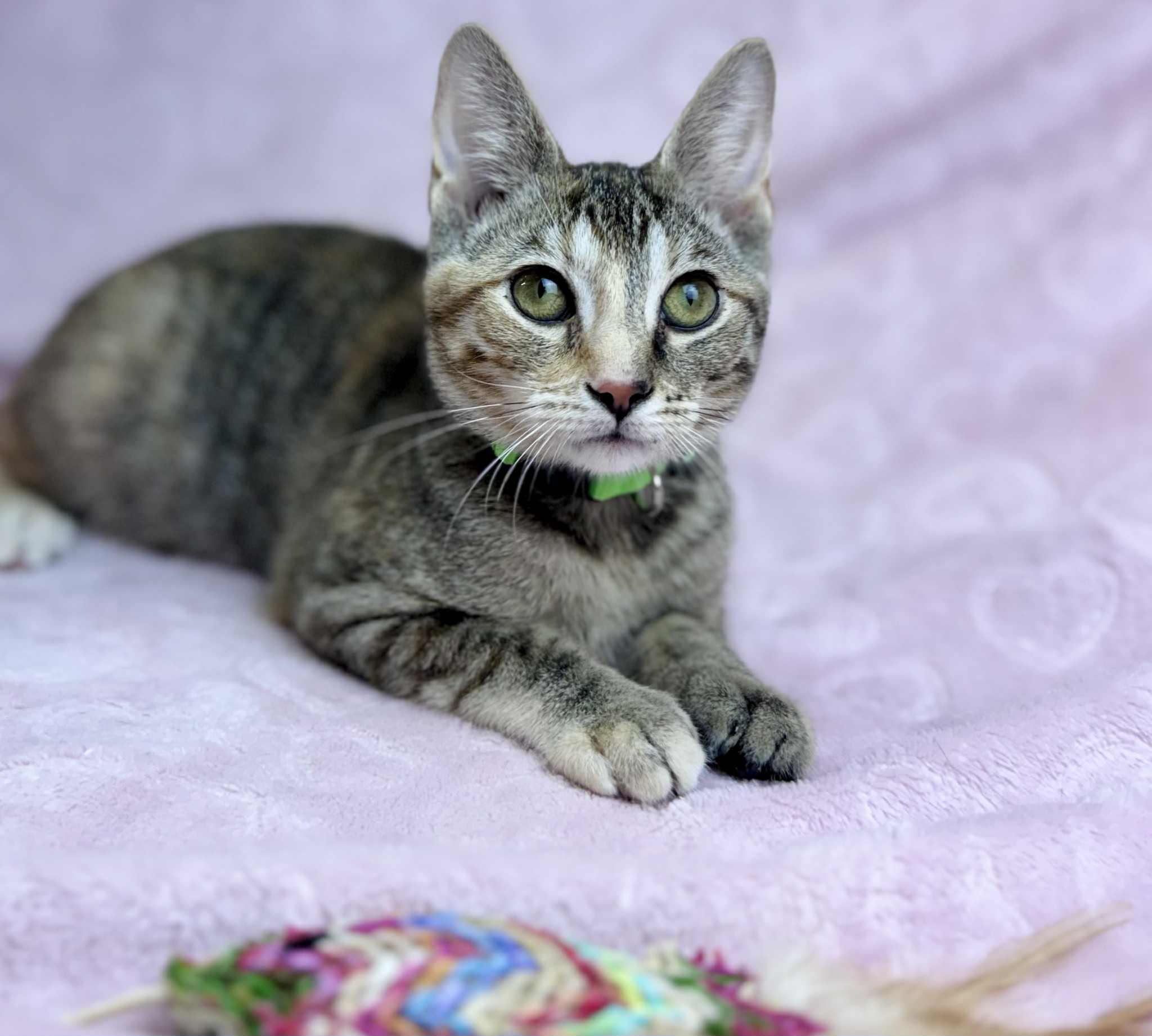 Pansy, a Adoptable American Shorthair in Rixeyville, VA image 2/6