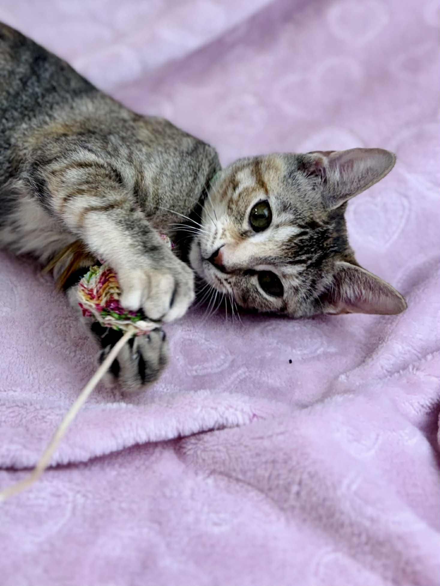 Pansy, a Adoptable American Shorthair in Rixeyville, VA image 3/6