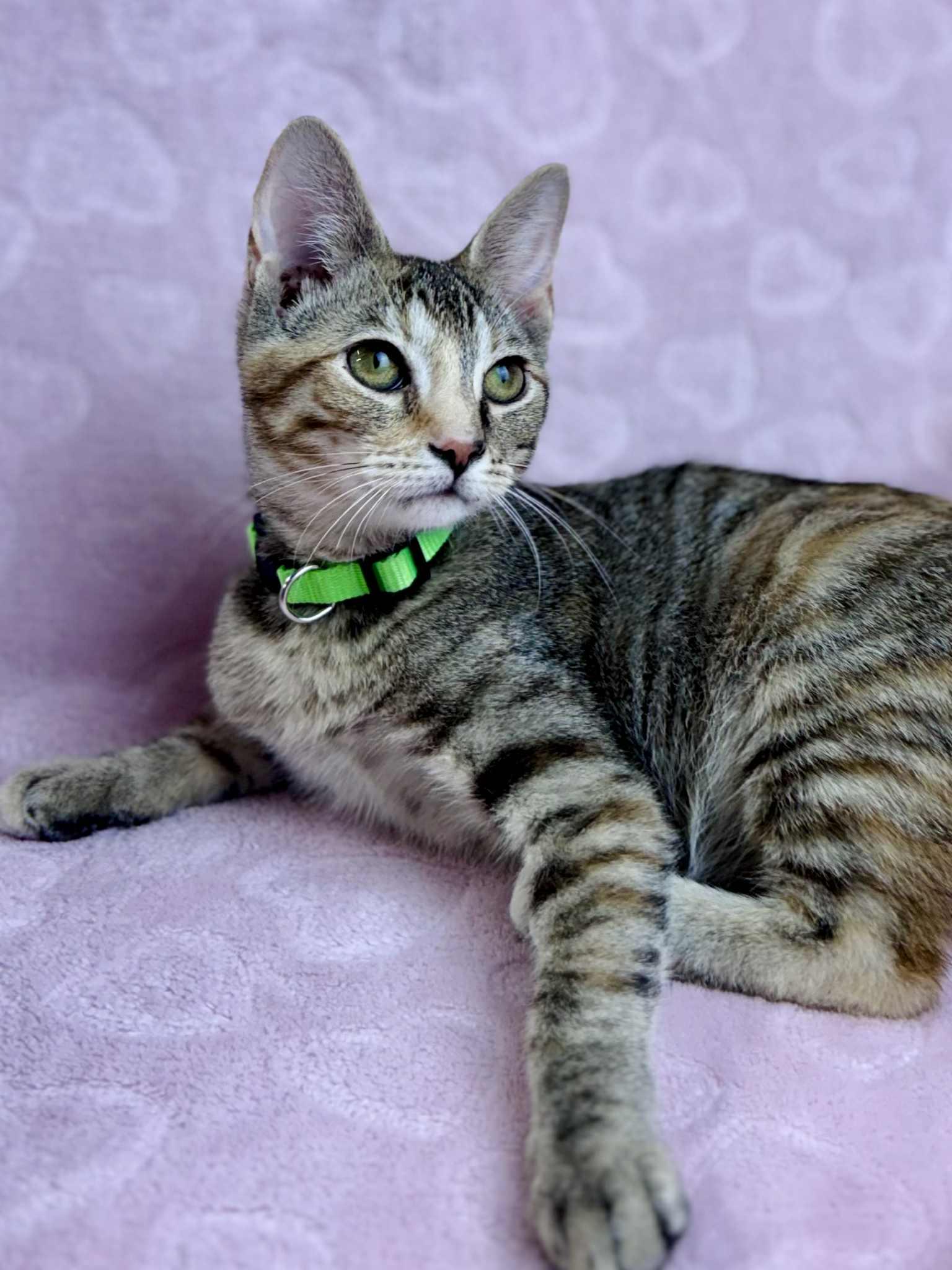 Pansy, a Adoptable American Shorthair in Rixeyville, VA image 4/6
