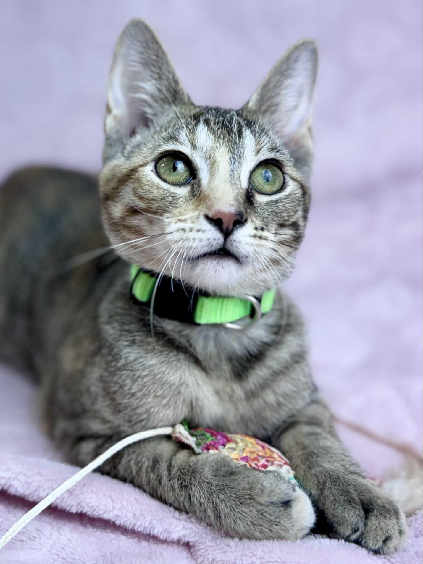 Pansy, a Adoptable American Shorthair in Rixeyville, VA image 5/6